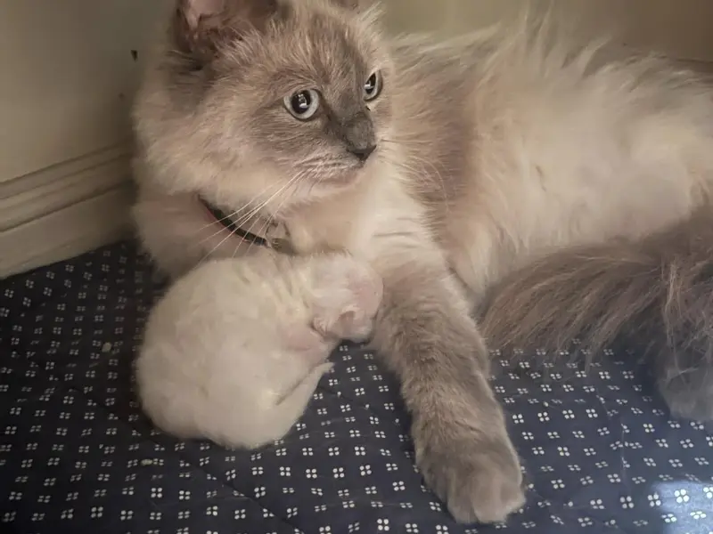 one week blue point ragdoll kitten