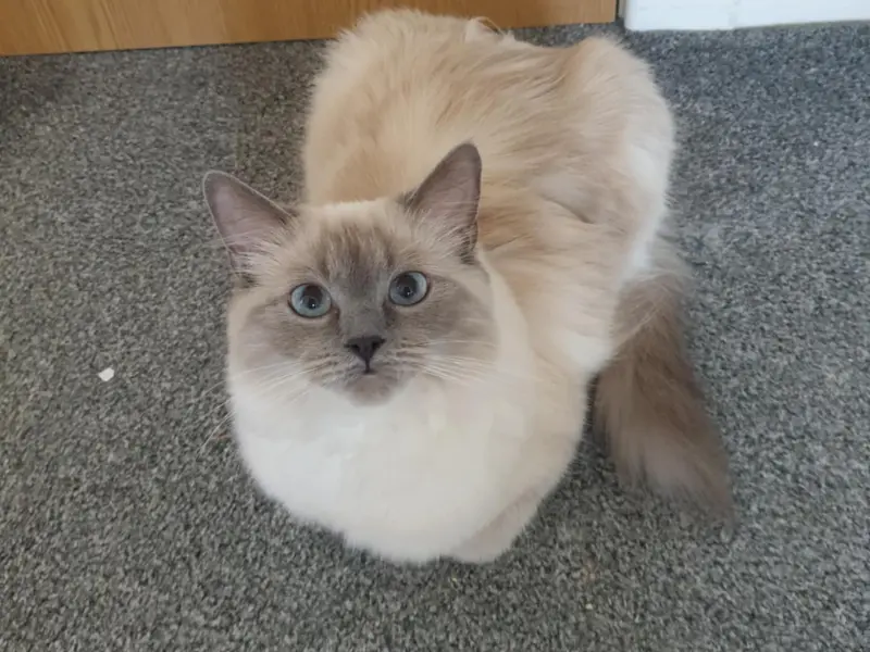 1 year blue point ragdoll kitten