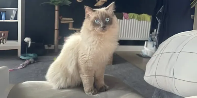 1 year old blue point ragdoll