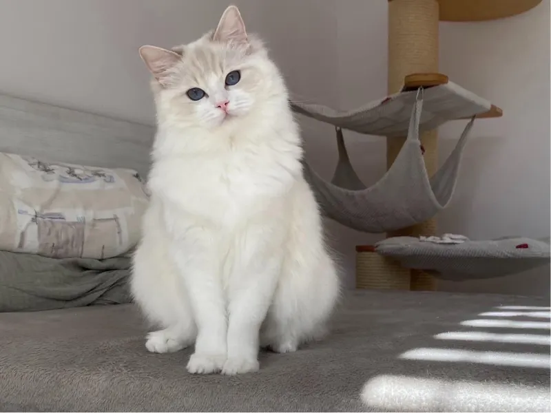 1 year old lilac ragdoll kitten