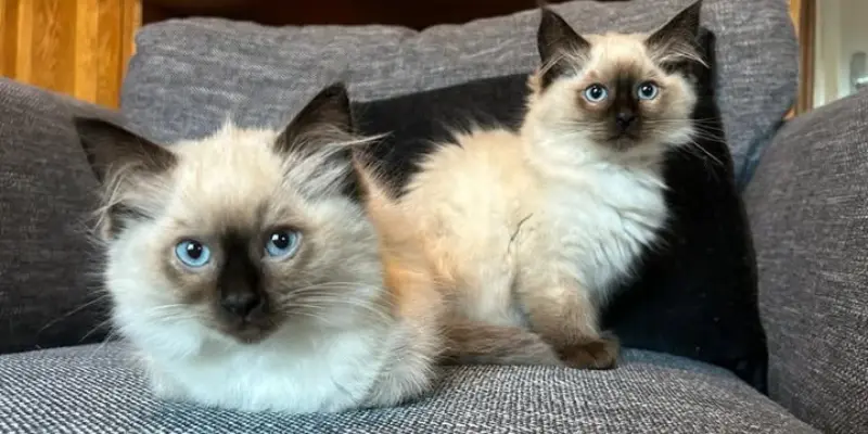 12 week seal point ragdoll kittens