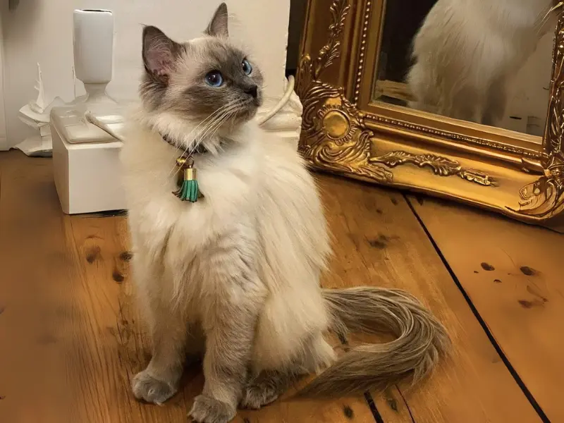 3 year blue point ragdoll