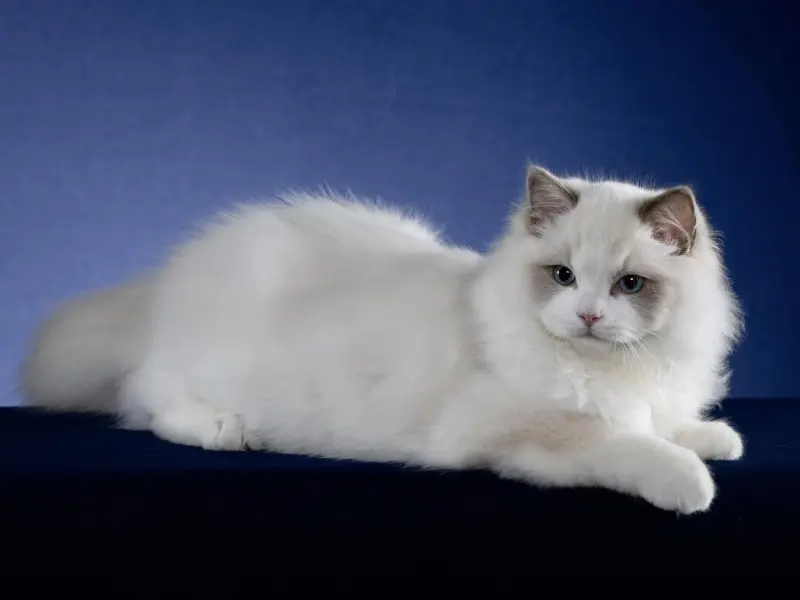 6 months old blue point ragdoll kitten