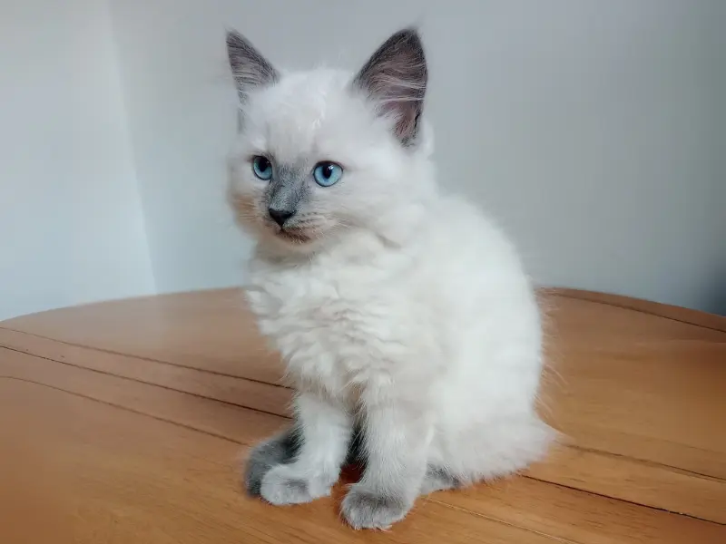8 week old blue point ragdoll kitten