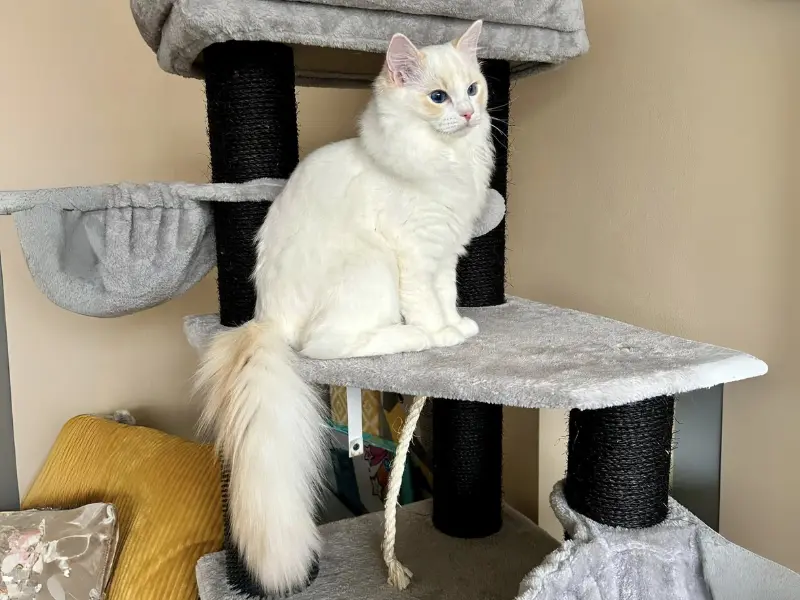 Rare Cream Ragdoll Color