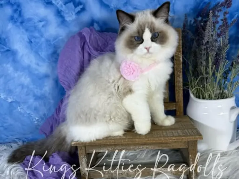 seal point bicolor kitten