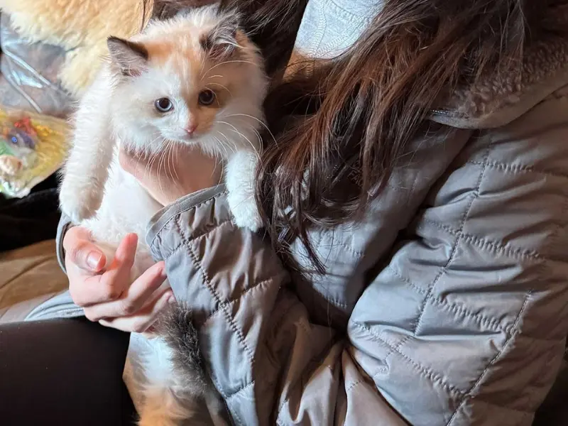 Seal bicolor ragdoll care