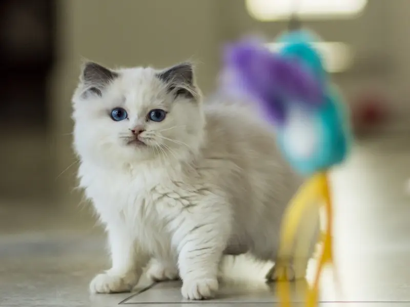 seal point bicolor kitten