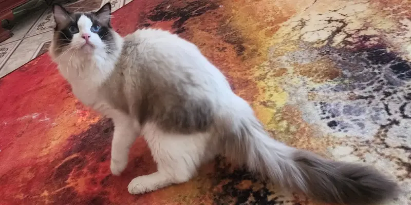 Bicolor Seal Point Ragdoll Seal point ragdoll in bicolor