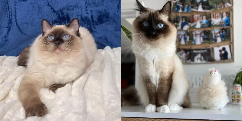 Birman vs seal point ragdoll