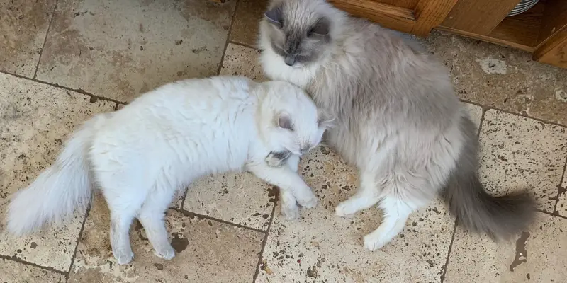 blue and lilac ragdolls