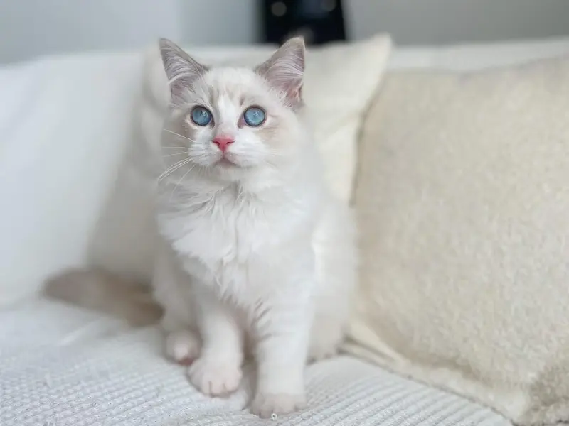 Appearance of Blue bicolor lynx ragdoll