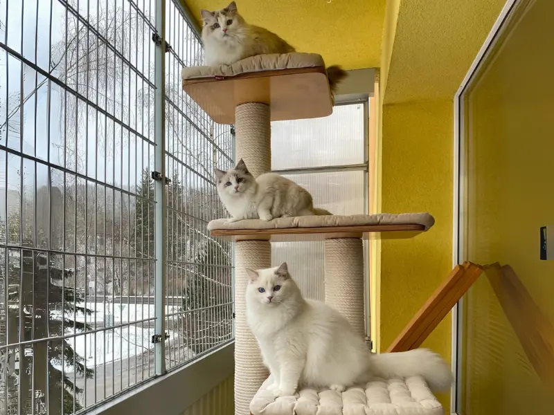 Care tips for blue lynx bicolor ragdoll