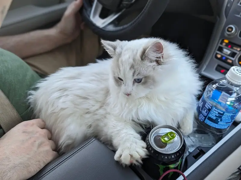 Blue bicolor ragdoll lynx cat
