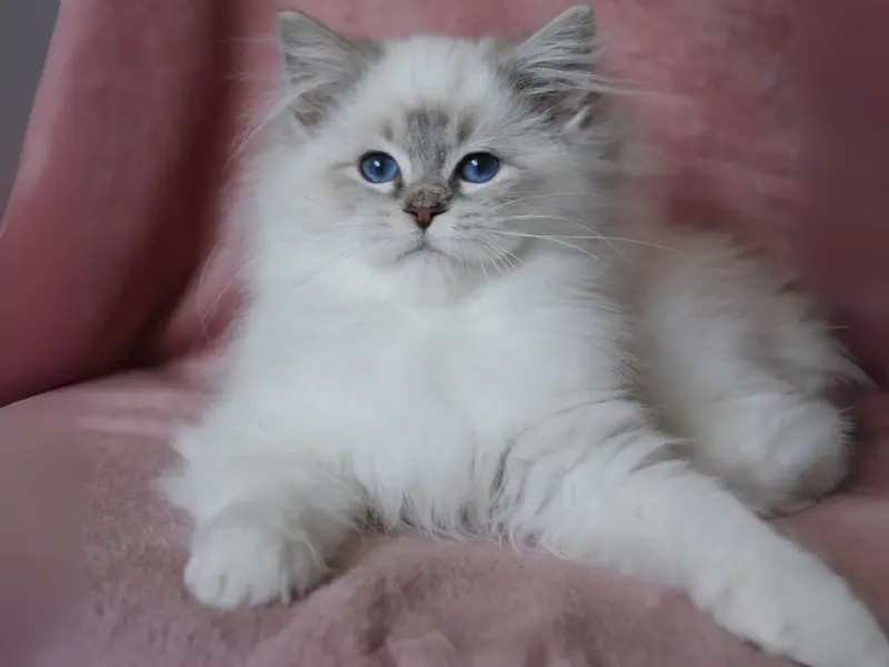 Blue point bicolor lynx ragdoll kitten