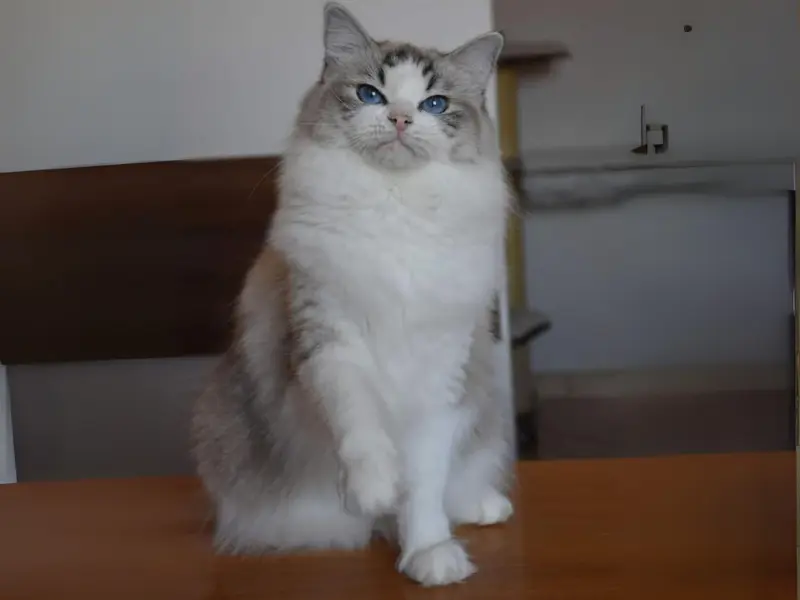 Blue bicolor lynx ragdoll cat