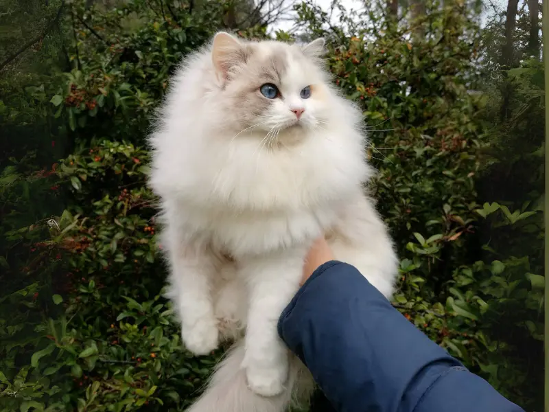 Blue cream lynx Ragdolls Cat