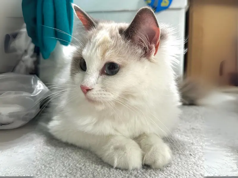 blue point ragdoll in mix with cream lynx