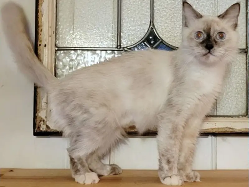 Blue tortie point ragdoll