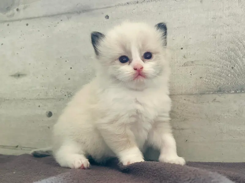 blue point ragdoll with cream point mix