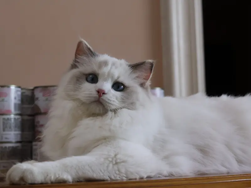 Blue cream tortie point Ragdolls cat
