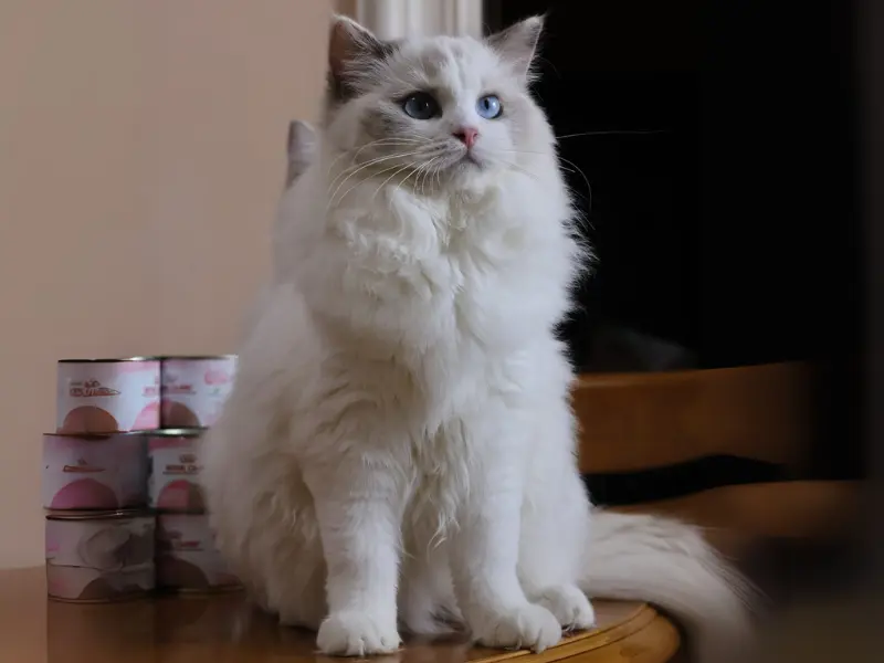 blue point ragdoll with cream and tortie mix