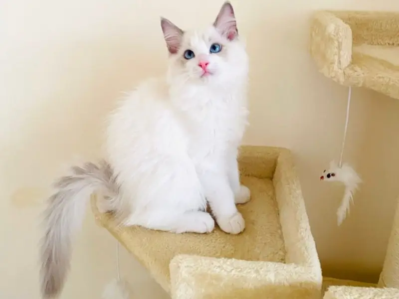 Blue lilac ragdoll