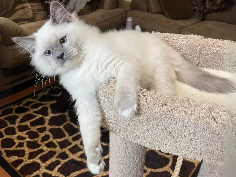 Blue lilac ragdoll cat