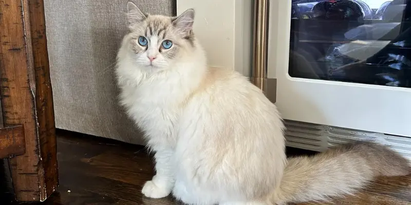 blue point ragdoll lynx and bicolor mix