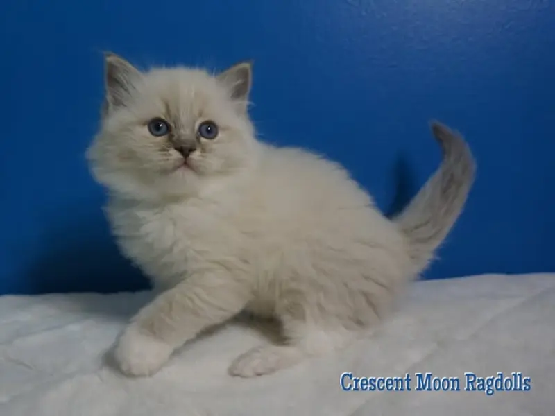 blue point ragdoll lynx and mitted mix
