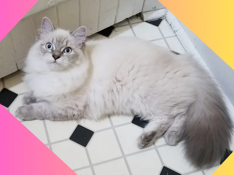 blue lynx ragdoll