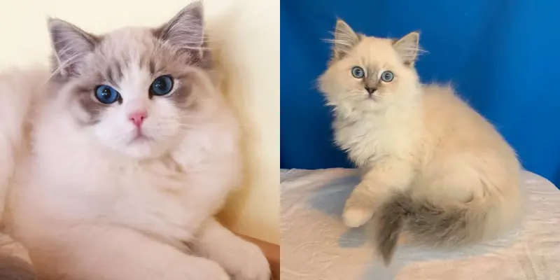 blue mitted and bicolor lynx ragdoll