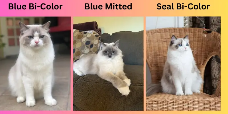 difference of ragdoll breeds