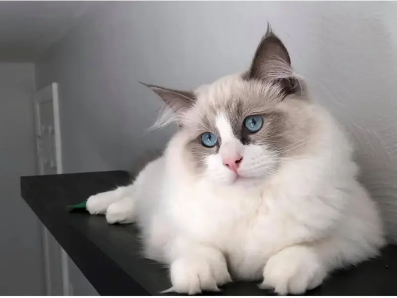 Blue point bicolor ragdoll