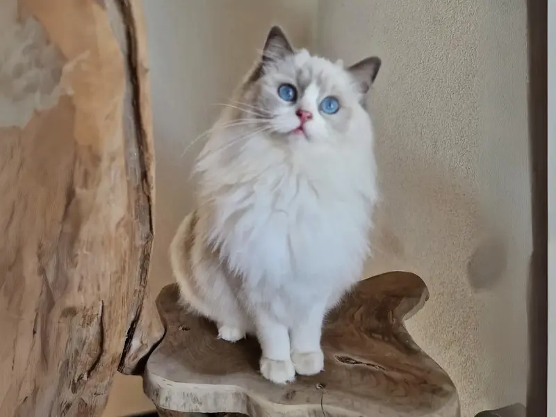 Personality of blue point bicolor ragdoll