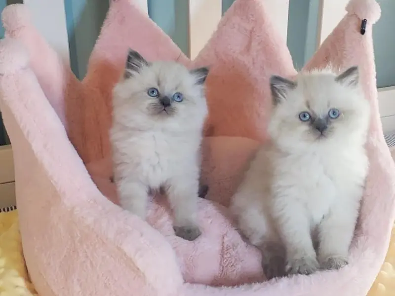 Blue Point Himalayan Ragdoll Mix