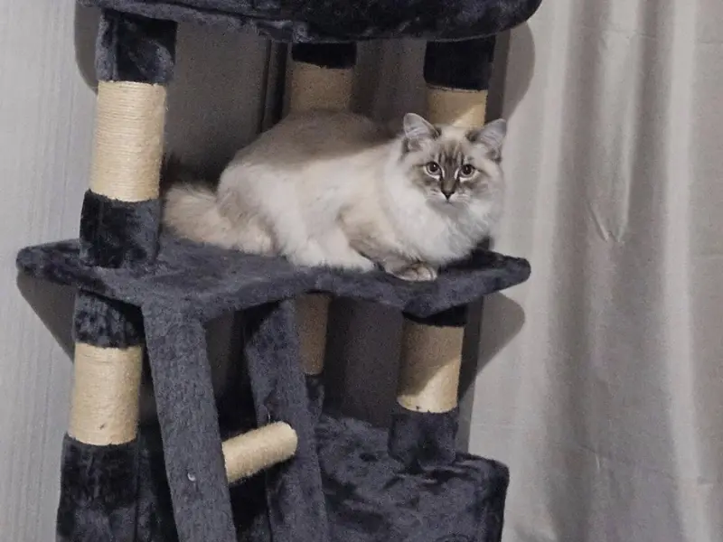 blue lynx point ragdoll care