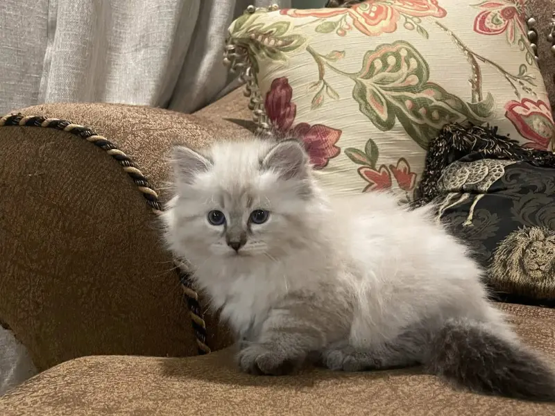 personality of blue lynx point ragdoll