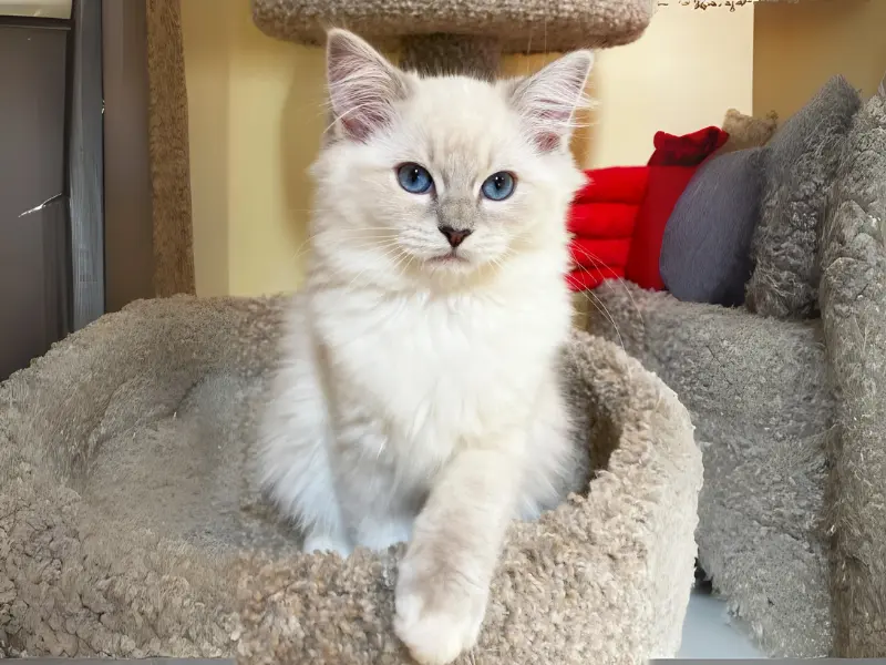 blue lynx point ragdoll
