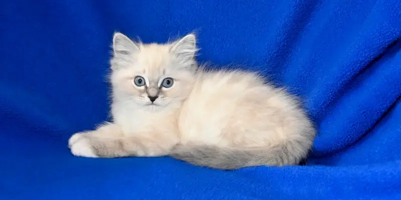 blue point ragdoll lynx mix