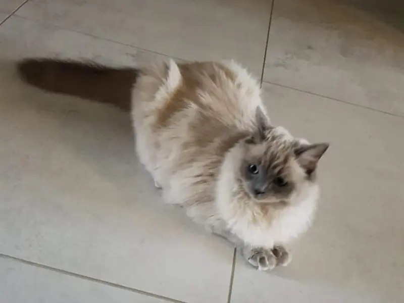 Blue point Mink Ragdolls