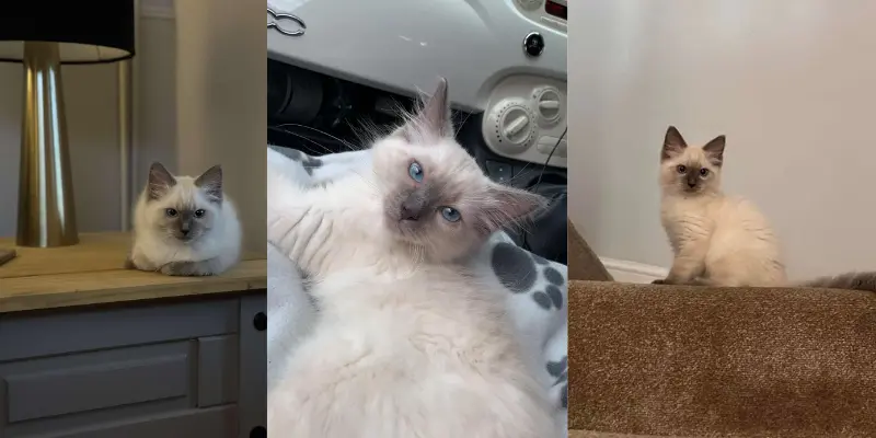 blue point ragdoll in mink mix