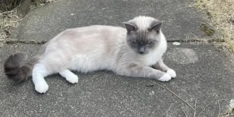 mitted blue point ragdoll