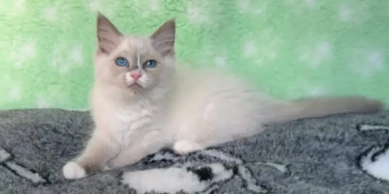 one blue mitted ragdoll kitten