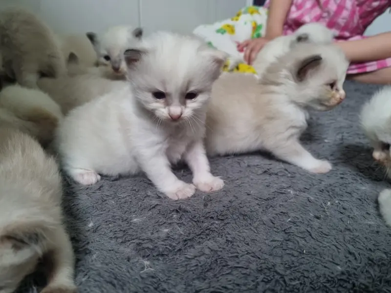 blue point ragdoll kitten