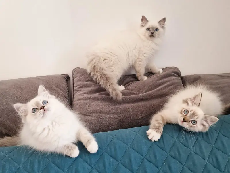 personality of blue point ragdoll mitted