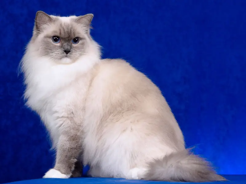 Blue point mitted rgdoll