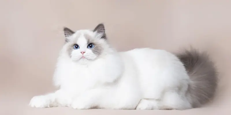 bicolor cat in blue point ragdoll