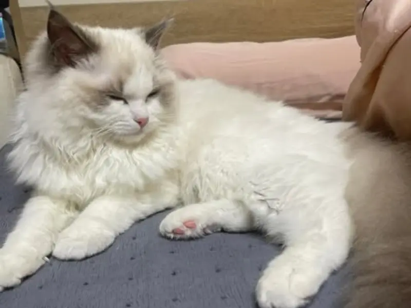 Blue mitted pointed ragdoll
