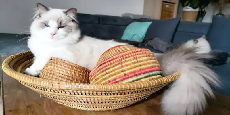 Blue point ragdoll
